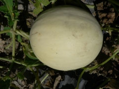Melon Blanc d'Antibes