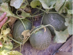 Melon Pourrières