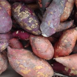 Une des variétés de la patate douce, Musaraki