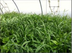 Fiche pratique BIOFRUITNET : Les plantes de couvertures en vergers - Grab