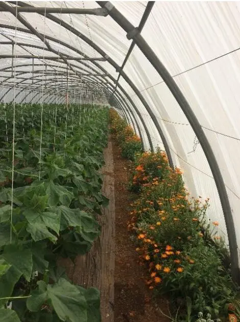 Photo du Grab de soucis officinales en fleur dans un tunnel