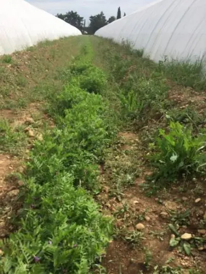 Photo du Grab de Bandes fleuries semées entre tunnels