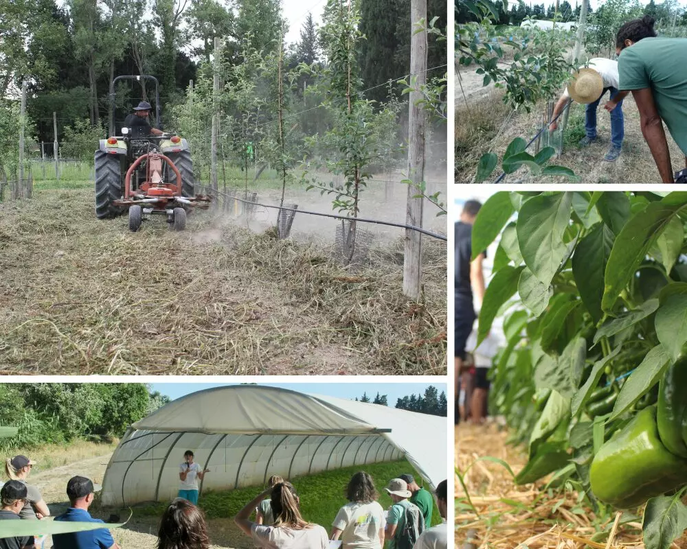 [PORTES OUVERTES] Essais Maraichage et Arboriculture Grab (84)